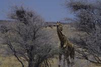 Etosha Nationalpark