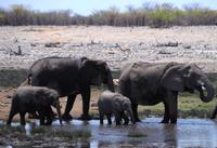 Etosha Nationalpark - Elefanten