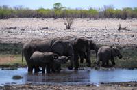 Etosha Nationalpark - Elefanten