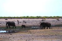 Etosha Nationalpark - Elefantenmarsch