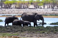 Etosha Nationalpark - Elefanten