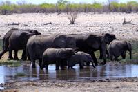 Etosha Nationalpark - noch mehr Elefanten