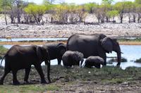 Etosha Nationalpark - Elefanten