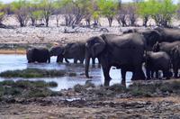 Etosha Nationalpark - noch mehr Elefanten