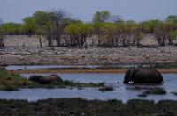 Etosha Nationalpark - Elefantenbad