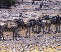 Etosha Nationalpark - Achtung, Kameraden!