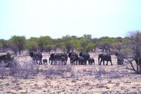 Etosha Nationalpark - Elefanten