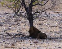 Etosha Nationalpark - L