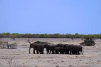 Etosha Nationalpark - geordneter Rückzug der Elefanten