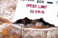 Etosha Nationalpark - Leopard als Streckenposten