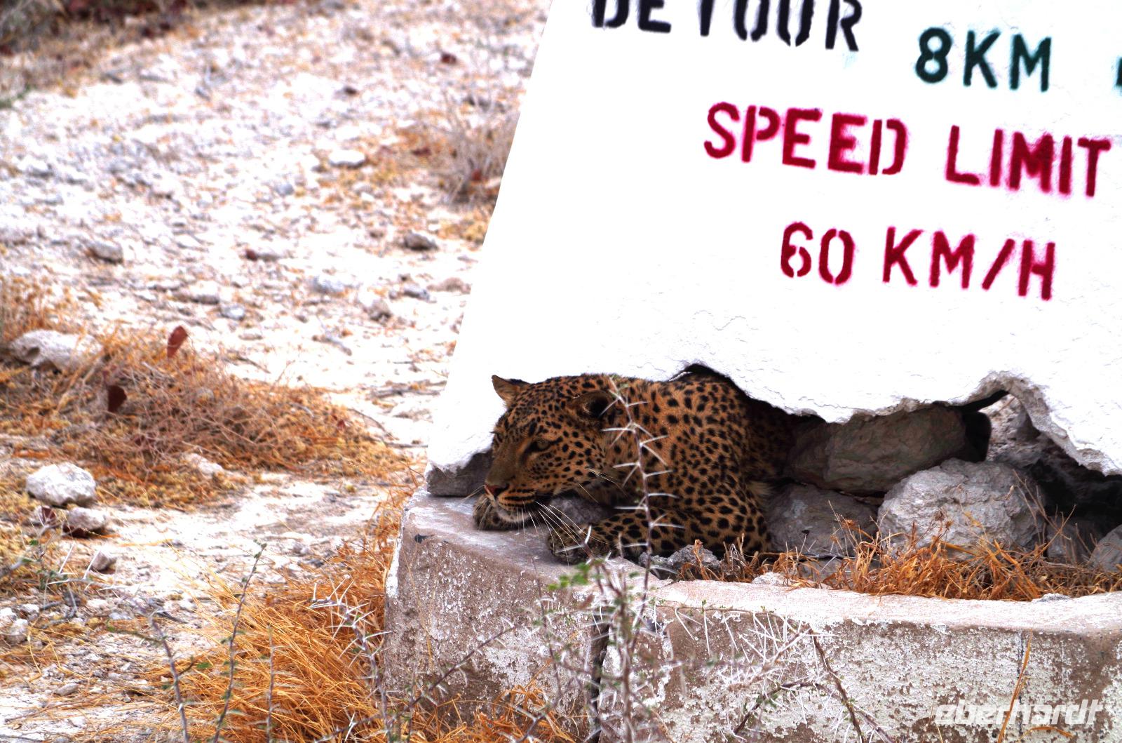 Etosha Nationalpark - Leopard als Streckenposten