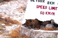 Etosha Nationalpark - Leopard als Streckenposten