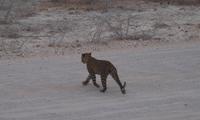 Etosha Nationalpark
