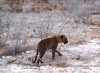 Etosha Nationalpark - Leopard