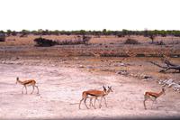 Etosha Nationalpark