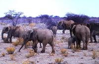 Etosha Nationalpark - und noch mehr Elefanten
