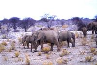 Etosha Nationalpark - und noch mehr Elefanten