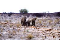 Etosha Nationalpark - und noch mehr Elefanten