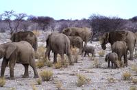 Etosha Nationalpark - und noch mehr Elefanten