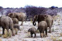 Etosha Nationalpark