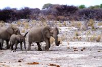 Etosha Nationalpark