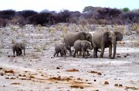 Etosha Nationalpark - Elefantenfamilie