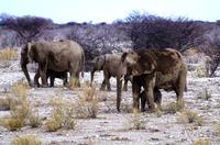 Etosha Nationalpark