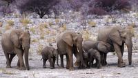 Etosha Nationalpark - Elefantenfamilie