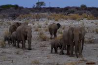 Etosha Nationalpark - Elefantenparade