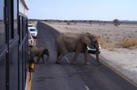 Etosha Nationalpark - Elefantenmarsch