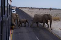 Etosha Nationalpark - Elefantenmarsch