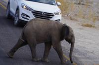 Etosha Nationalpark - Nachzügler