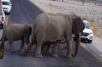Etosha Nationalpark - Elefantenfamilie