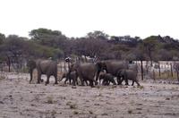 Etosha Nationalpark - Heimweg