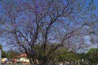 Unterwegs in Namibia - Jacaranda Baum