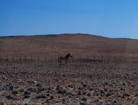 Unterwegs in Namibia - Bergzebra