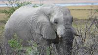 1314 Etoscha-NP - Elefant