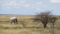 1320 Etoscha-NP - Elefant