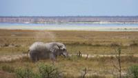 1328 Etoscha-NP - Elefant