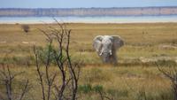 1335 Etoscha-NP - Elefant