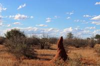 Termitenhügel auf dem Gelände der Anib Lodge