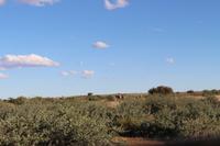 Sundowner-Fahrt auf dem Gelände der Anib Lodge