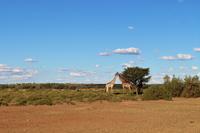 Giraffen während der Sundowner-Fahrt auf dem Gelände der Anib Lodge