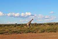 Giraffen während der Sundowner-Fahrt auf dem Gelände der Anib Lodge