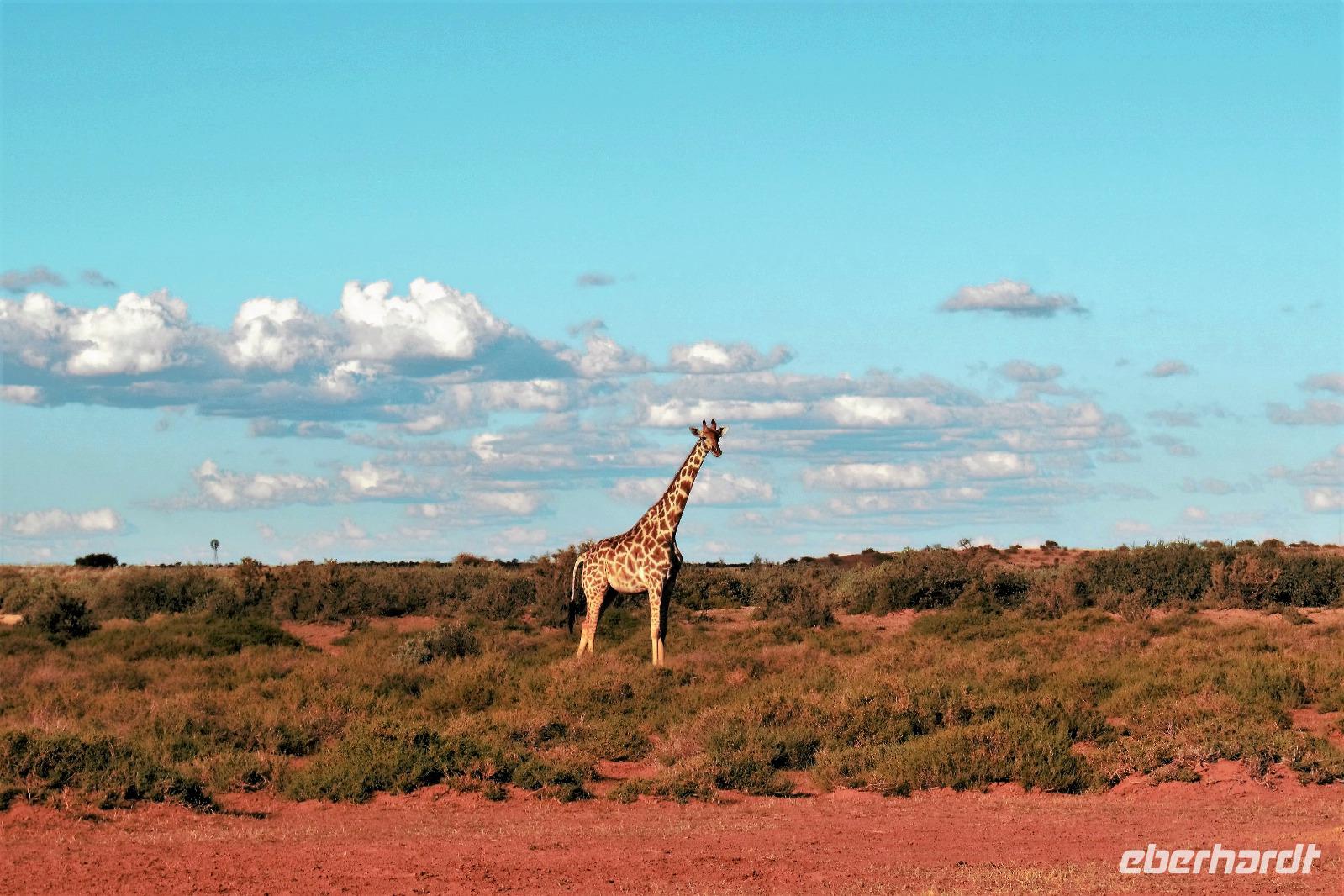Giraffen während der Sundowner-Fahrt auf dem Gelände der Anib Lodge