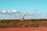 Giraffen während der Sundowner-Fahrt auf dem Gelände der Anib Lodge