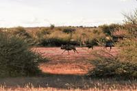 Gnus während der Sundowner-Fahrt auf dem Gelände der Anib Lodge