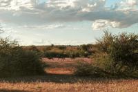 Gnus während der Sundowner-Fahrt auf dem Gelände der Anib Lodge