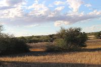 Gnus während der Sundowner-Fahrt auf dem Gelände der Anib Lodge