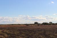 Gnus während der Sundowner-Fahrt auf dem Gelände der Anib Lodge